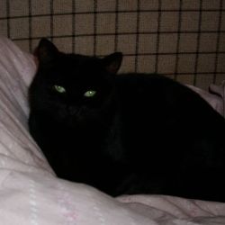 kater_otto1
