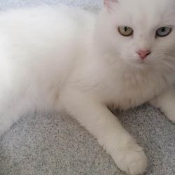 Frieda_5