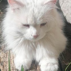 Frieda_6