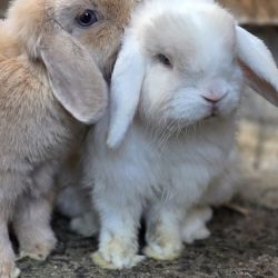 Mini_Lola_und_Snowy_1