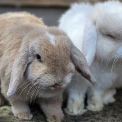 Mini_Lola_und_Snowy_2