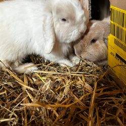 Snowi_und_Mini_Lola1