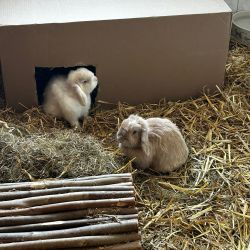 Snowi_und_Mini_Lola2