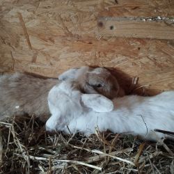 Snowi_und_Mini_Lola3