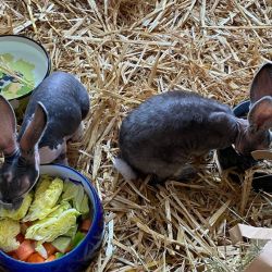 Hpfer_Hoppel_Hopps